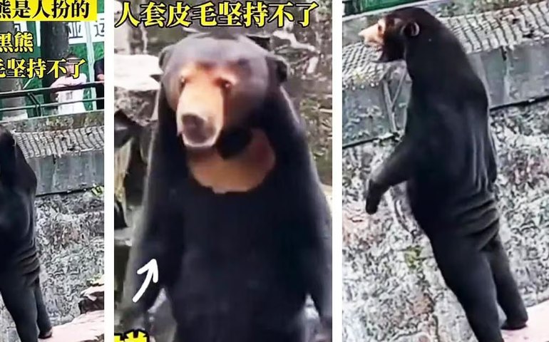 Zoológico nega que seus ursos sejam 'humanos disfarçados' após foto de animal viralizar