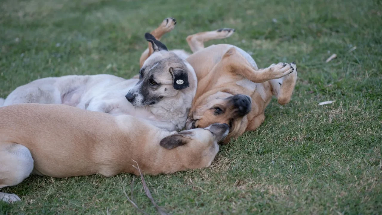 Conheça estratégias para desenvolver a cognição dos cães em casa e na rua