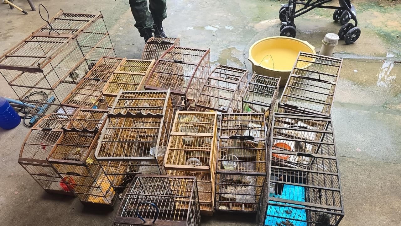 PM-AL resgata 89 aves silvestres durante fiscalização ambiental no interior
