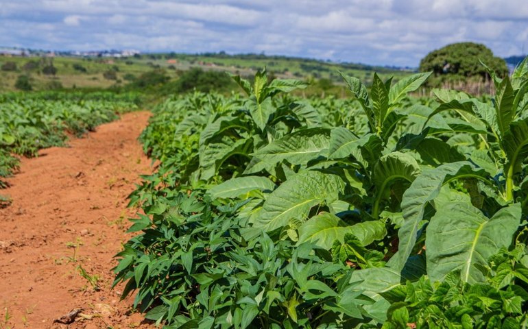 Arapiraca Agroshow abre credenciamento para imprensa