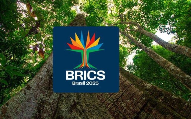 Sumaúma: árvore amazônica é escolhida como logomarca do BRICS Brasil