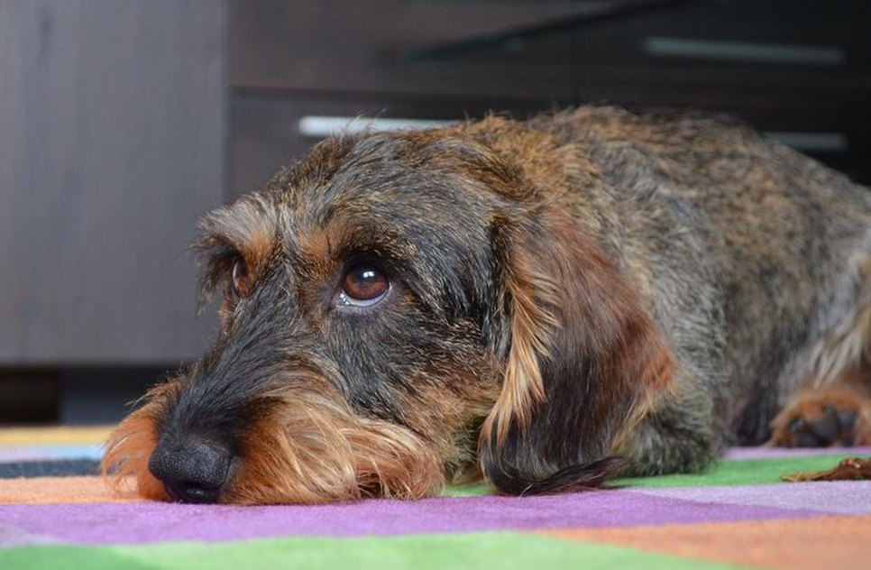 cachorro_deitado.jpg / Foto: EBC