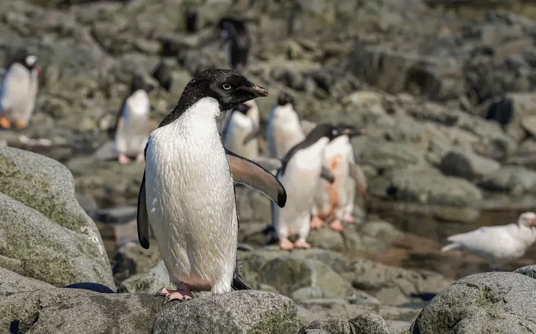 Falklands, Malvinas para os argentinos, viram paraíso gelado de prosperidade quatro décadas após guerra