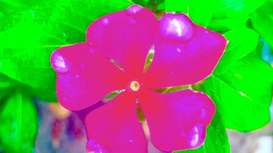 “Nem com flor”