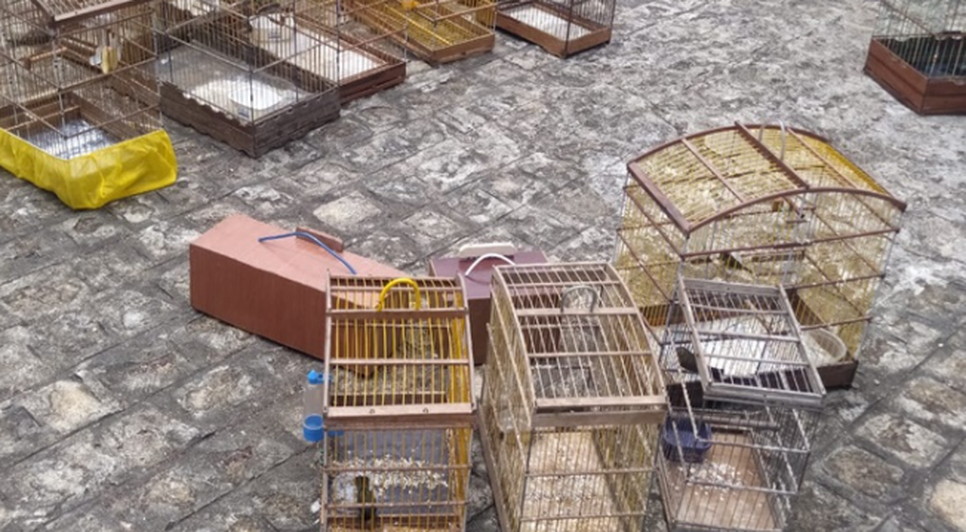 16 aves silvestres mantidas em cativeiro para comércio ilegal são apreendidas no município de Lagarto / Foto: Foto: Polícia Militar/SE