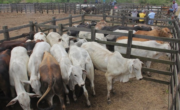 Feira de Animais de Arapiraca é realizada todas as segundas-feiras no bairro Manoel Teles