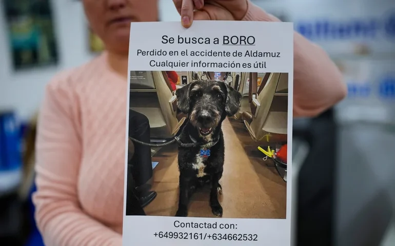 Sobrevivente de acidente ferroviário na Espanha pede ajuda para encontrar seu cachorro Boro, e usuários das redes sociais se mobilizam