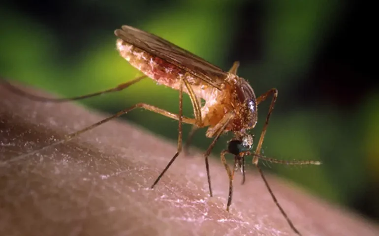 Elefantíase deixa de ser problema de saúde pública no Brasil