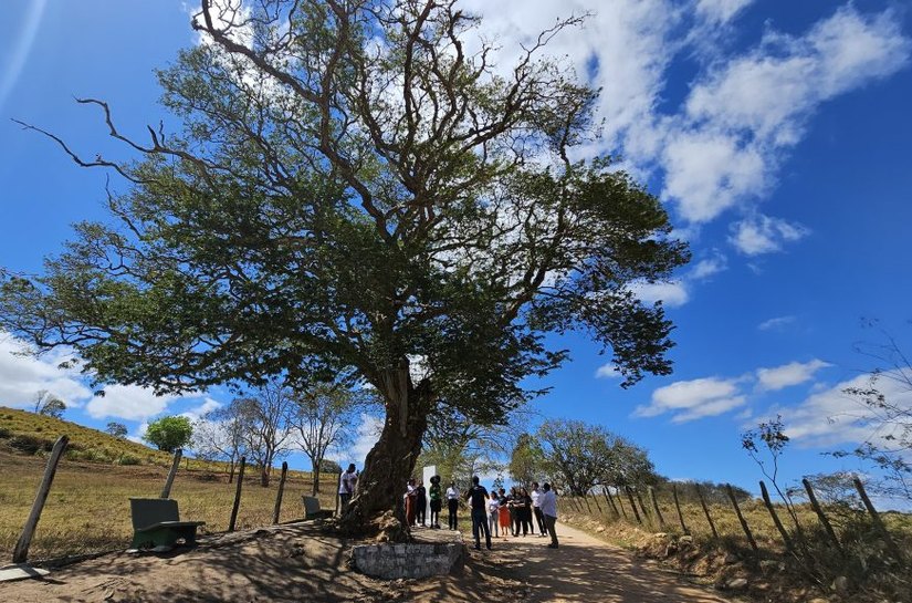 Sob a sombra das árvores de Arapiraca: a história centenária de uma cidade verde