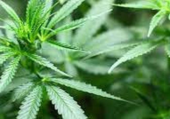 Porte de maconha: entenda a diferença entre descriminalização, despenalização e legalização