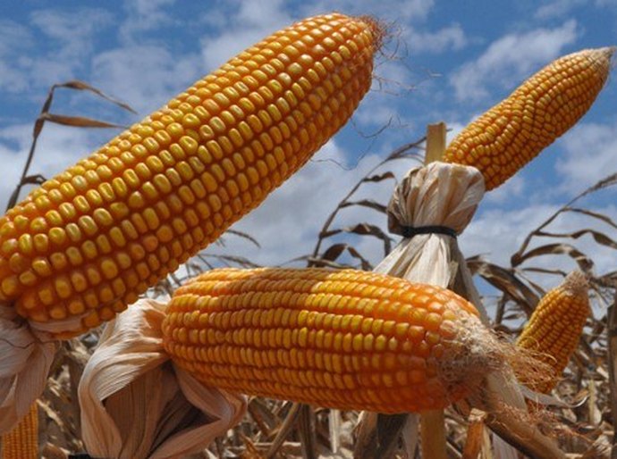 Concessão de crédito para produção de grãos em Alagoas tem aumento de 102%