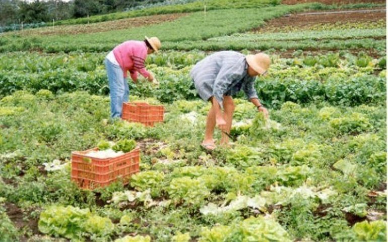 Dia de Campo vai estimular produção de alimentos orgânicos