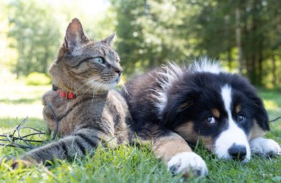 Rinite e sinusite também afetam cães e gatos e comprometem o seu bem-estar