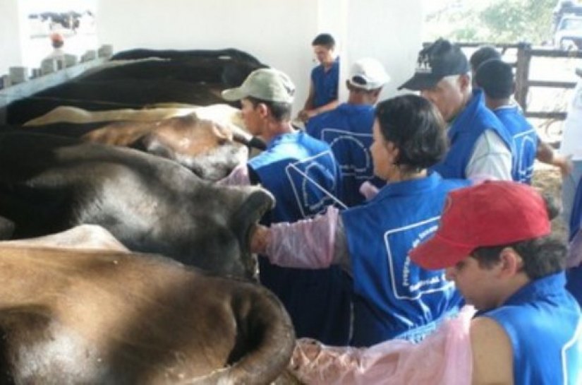 Pequenos produtores participarão de curso de inseminação artificial