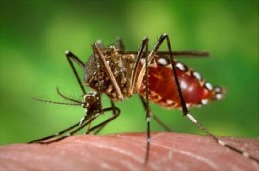 Maceió apresenta diminuição de casos graves de dengue