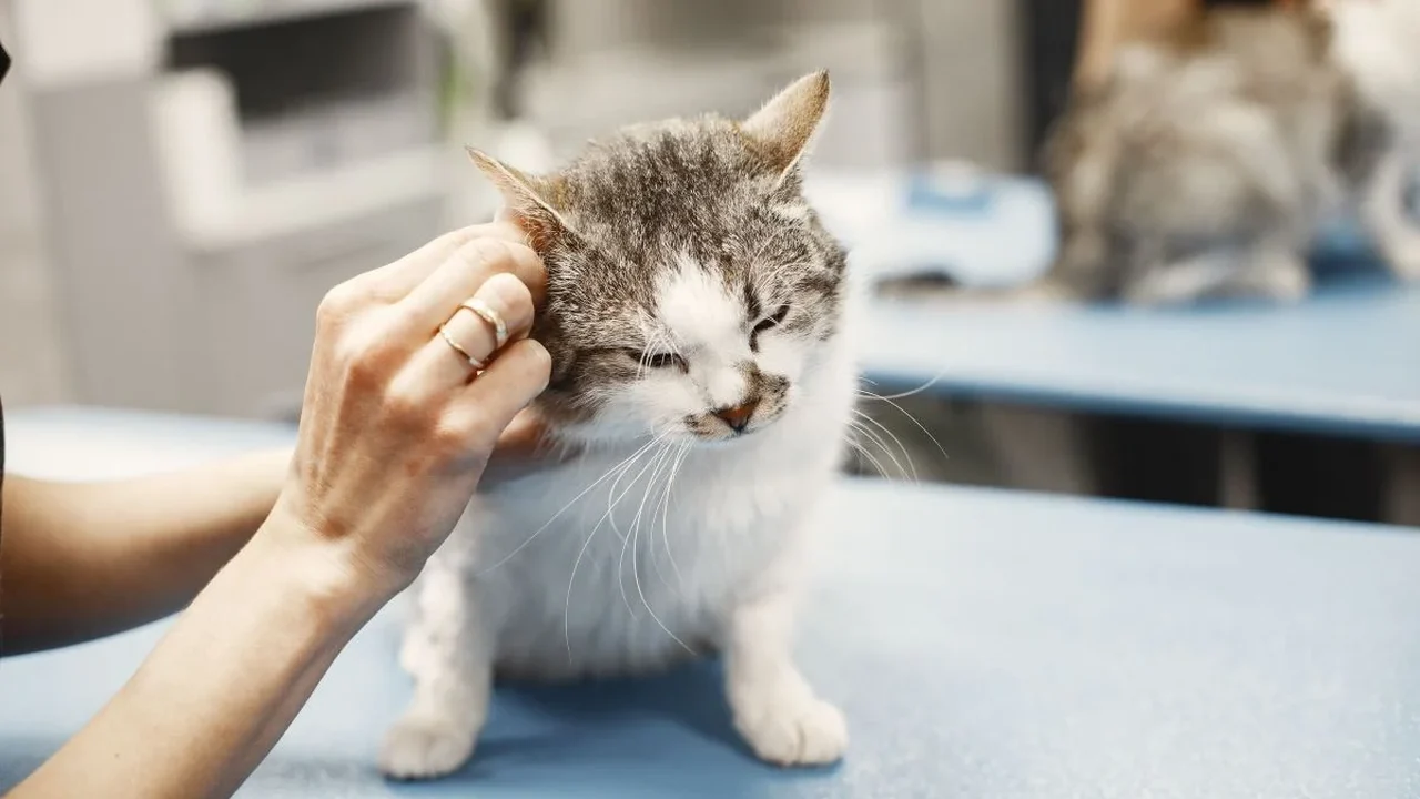 FIV, FeLV e PIF colocam prevenção felina em discussão