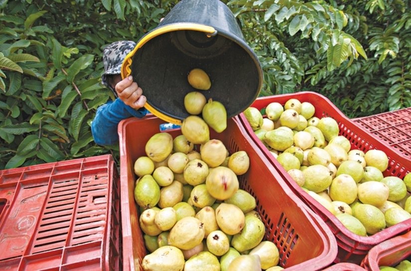 Empresa de fruticultura irrigada será instalada em Alagoas