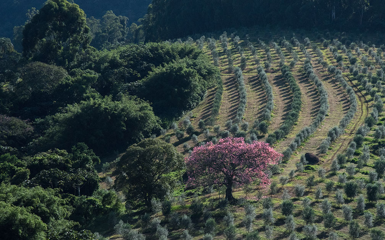 Secretaria de Agricultura prorroga Censo Rural Alagoas até o dia 27/03