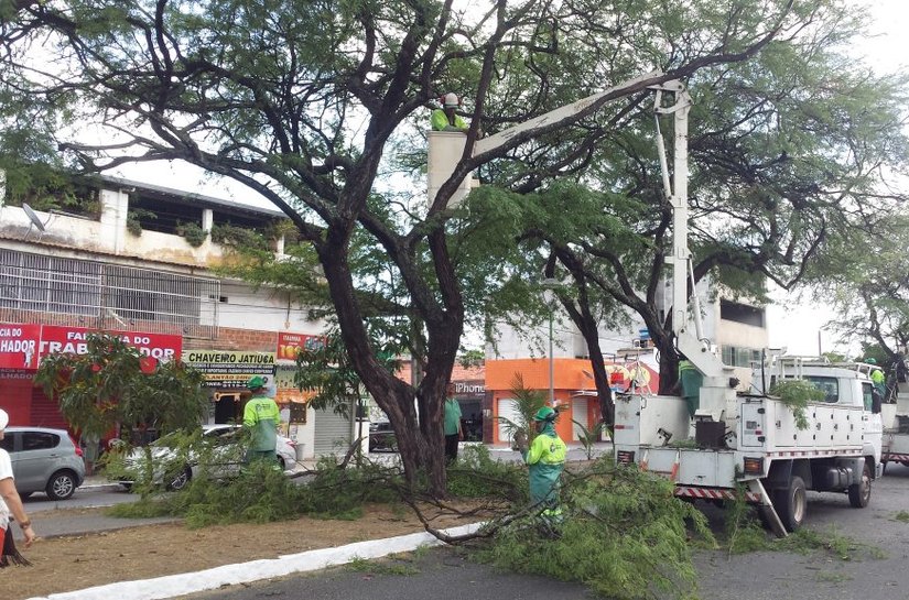 Poda no canteiro da Amélia Rosa será retomada neste sábado pela Sempma