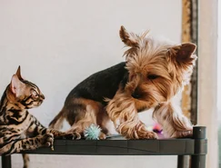 Introdução planejada define a relação entre cães e gatos em casa -Pexels (2).jpg 