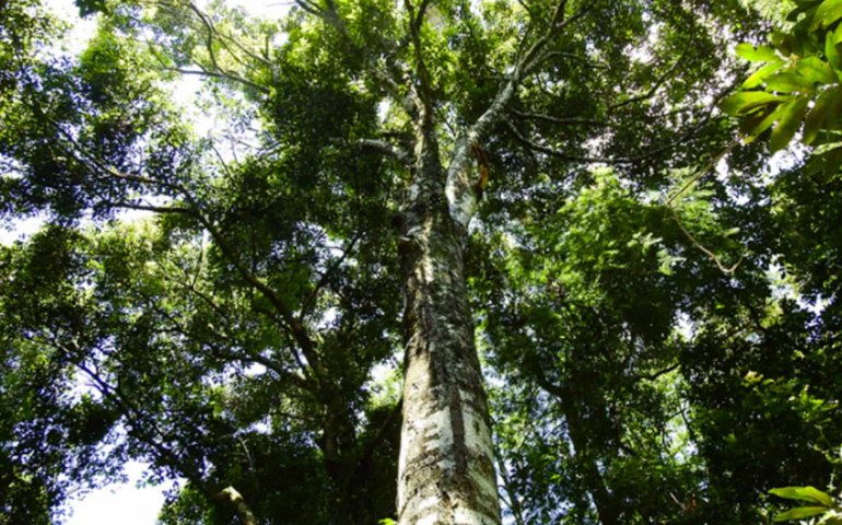 Empreendimento de luxo ameaça área de mata Atlântica