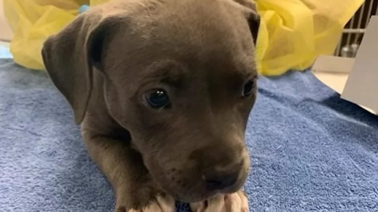 Filhote de pit bull é salvo nos EUA após ter overdose de droga 50 vezes mais forte que heroína