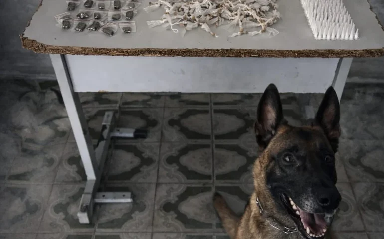 Cão farejador encontra grande quantidade de drogas no bairro Manoel Teles, em Arapiraca