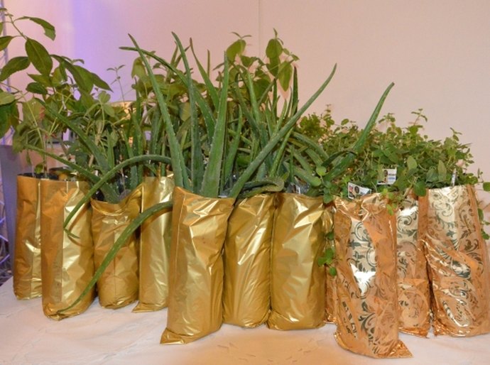 Pesquisadores lançam produtos para profissionais e usuários do SUS