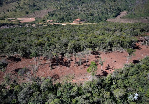 China compra quase metade da soja colhida em áreas desmatadas na Mata Atlântica