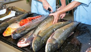 peixe-2