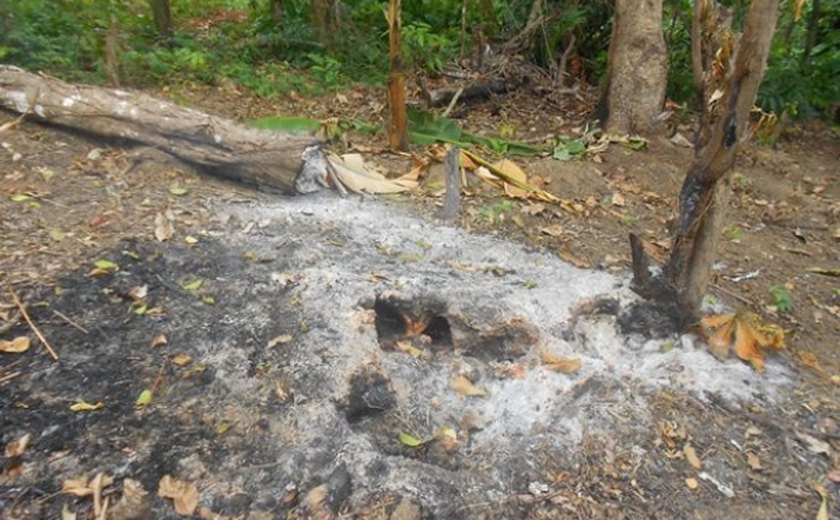 Equipe do IMA vistoria área atingida por incêndio em União dos Palmares