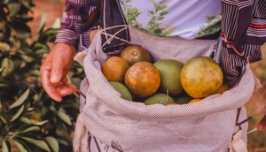 Catadores de laranja recebem benefício durante entressafra em Sergipe; saiba como retirar cartão