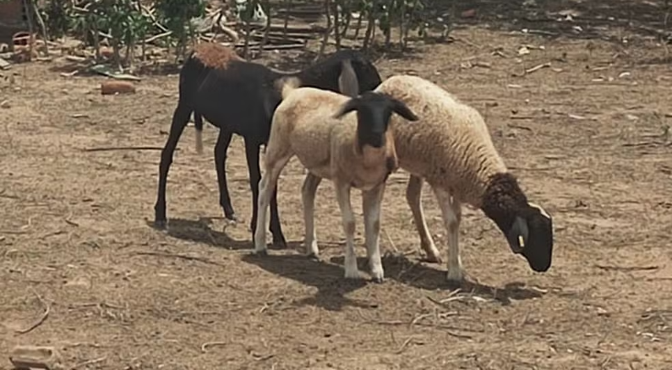 Animais sofrem ataques em Craíbas