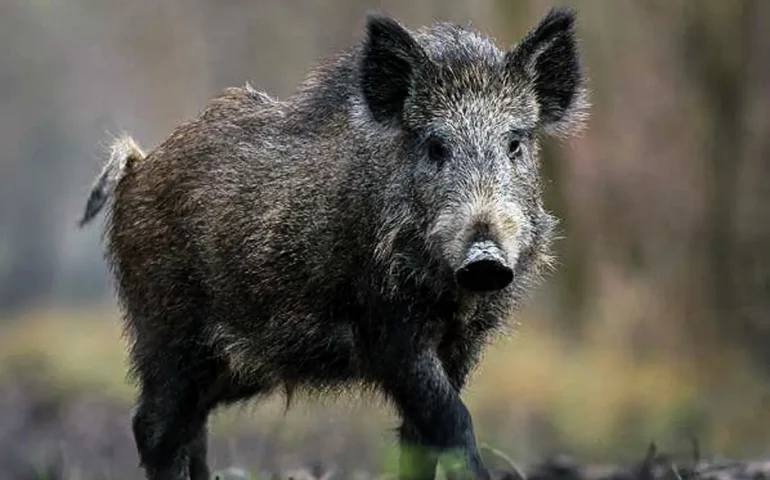 Javalis selvagens atacam plantações na Argentina e geram prejuízos milionários