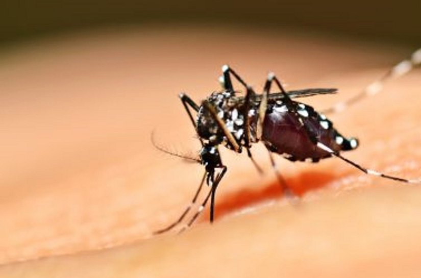 Aedes aegypti: confira onde fazer exames de sorologia