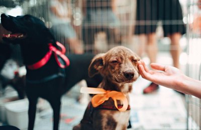  Assembleia Legislativa aprova projeto que institui o Dia Estadual da Adoção Animal