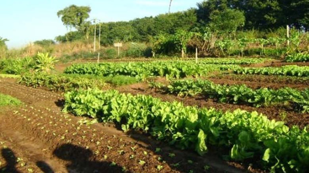 Produtores participam de inauguração de feira de agricultura em São Sebastião