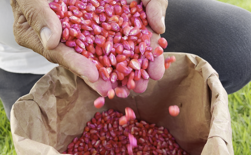 Governo planeja distribuir mais de mil toneladas de sementes para plantio em 2024