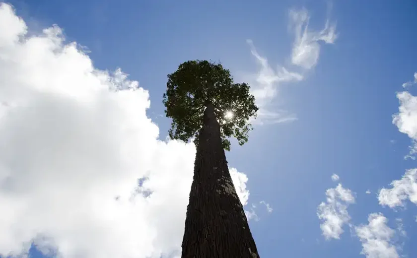 Justiça determina que Prefeitura de SP pare de retirar árvores de bosque em Perdizes