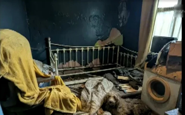 RSPCA responde após foto de 250 cães em uma propriedade gerar acusações de inteligência artificial