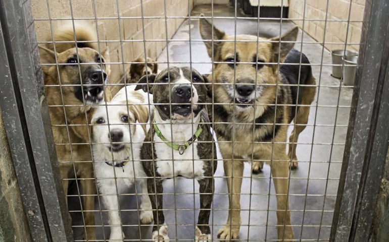 Lei oficializa Julho Dourado para promover saúde animal e prevenir zoonoses