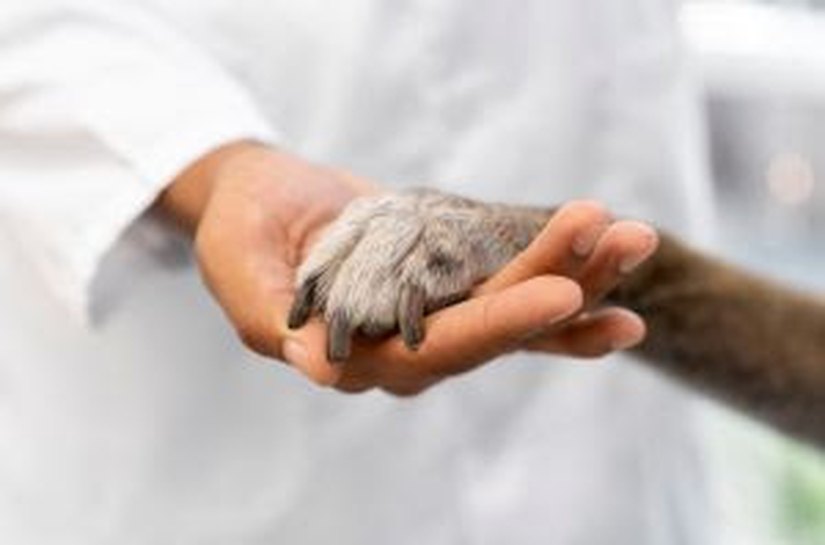 Estudo revela que dois terços dos veterinários brasileiros estão se especializando