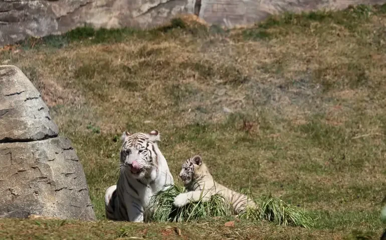 Duas tigresas-amur são resgatadas e acolhidas pelo zoológico de Moscou