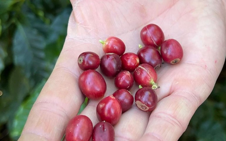 China aprova que 183 novas empresas brasileiras exportem café ao país