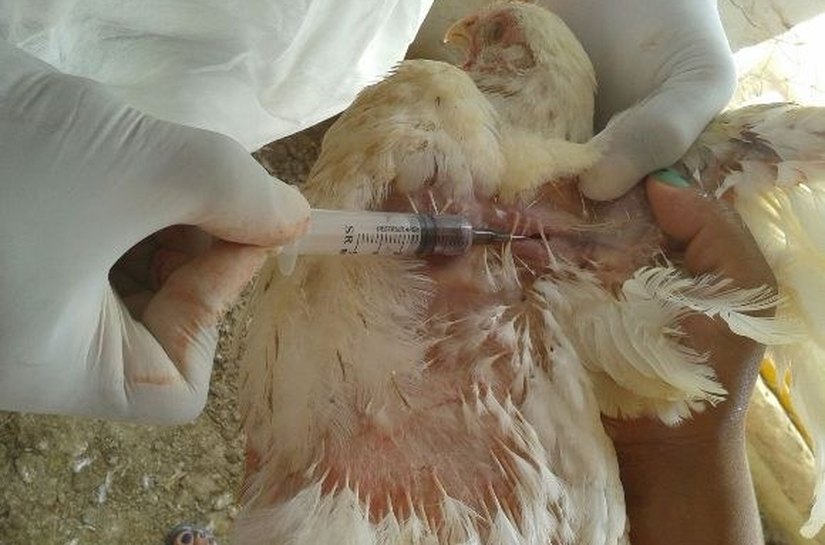 Adeal realiza inquérito soroepidemiológico de aves