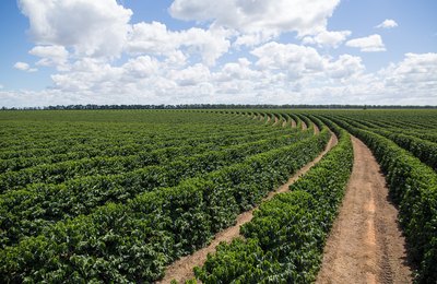 Suplementação nutricional defende as plantas contra o estresse do cafeeiro