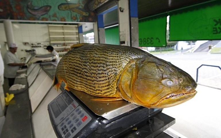 Lei proíbe pesca de dourado por cinco anos em Mato Grosso do Sul