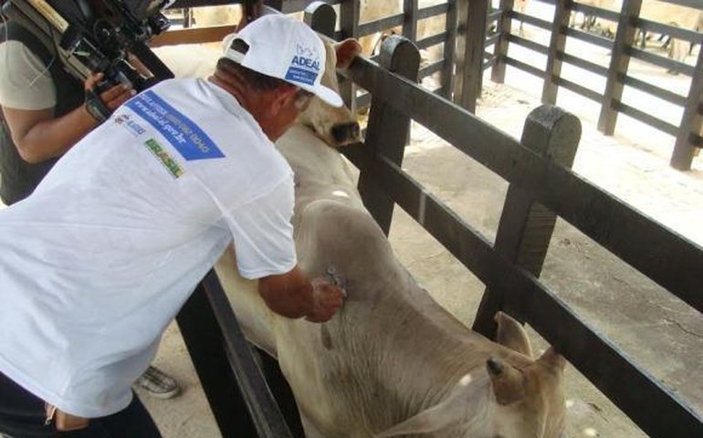 Estados iniciam em maio primeira etapa da vacinação contra a febre aftosa