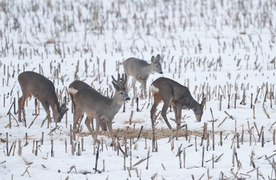 Alce doença fatal / Foto: Vasily Fedosenko/ Reuters 9.2.2019