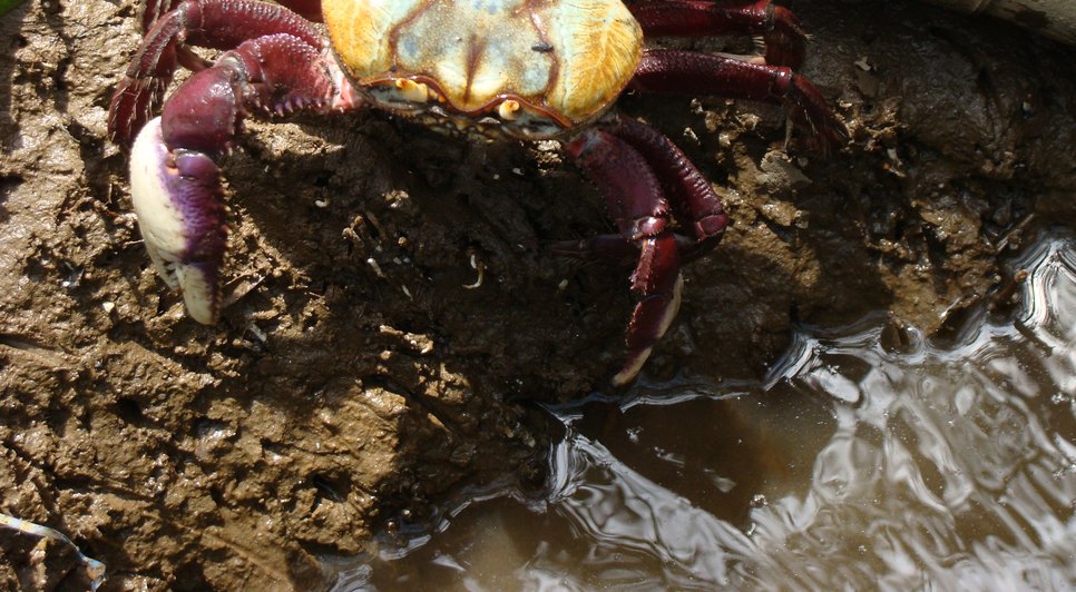 Caranguejo-uçá / Foto:  Acervo ICMBio